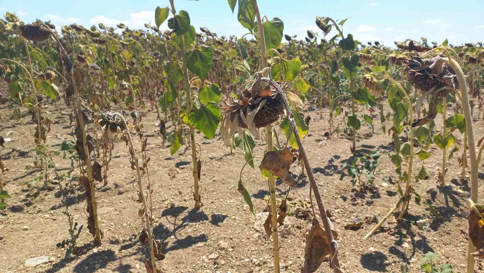 Kuraklık ay&ccedil;i&ccedil;eğini vurdu
