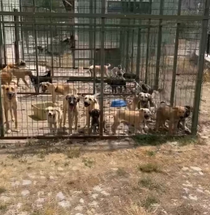 Gümüşhane’de belediyeye ait hayvan barınağında köpeklerin açlık ve susuzluktan öldüğü iddiası
