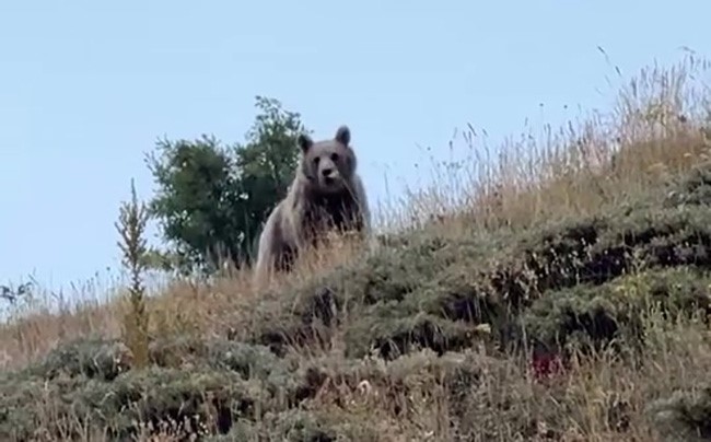 Ayıyı bağırarak kaçırttı