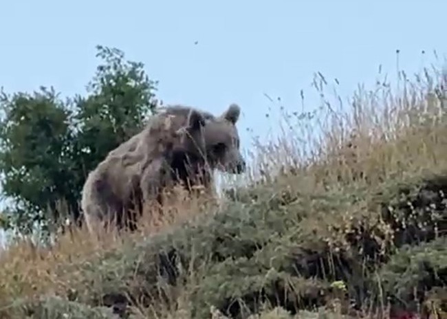Ayıyı bağırarak ka&ccedil;ırttı

