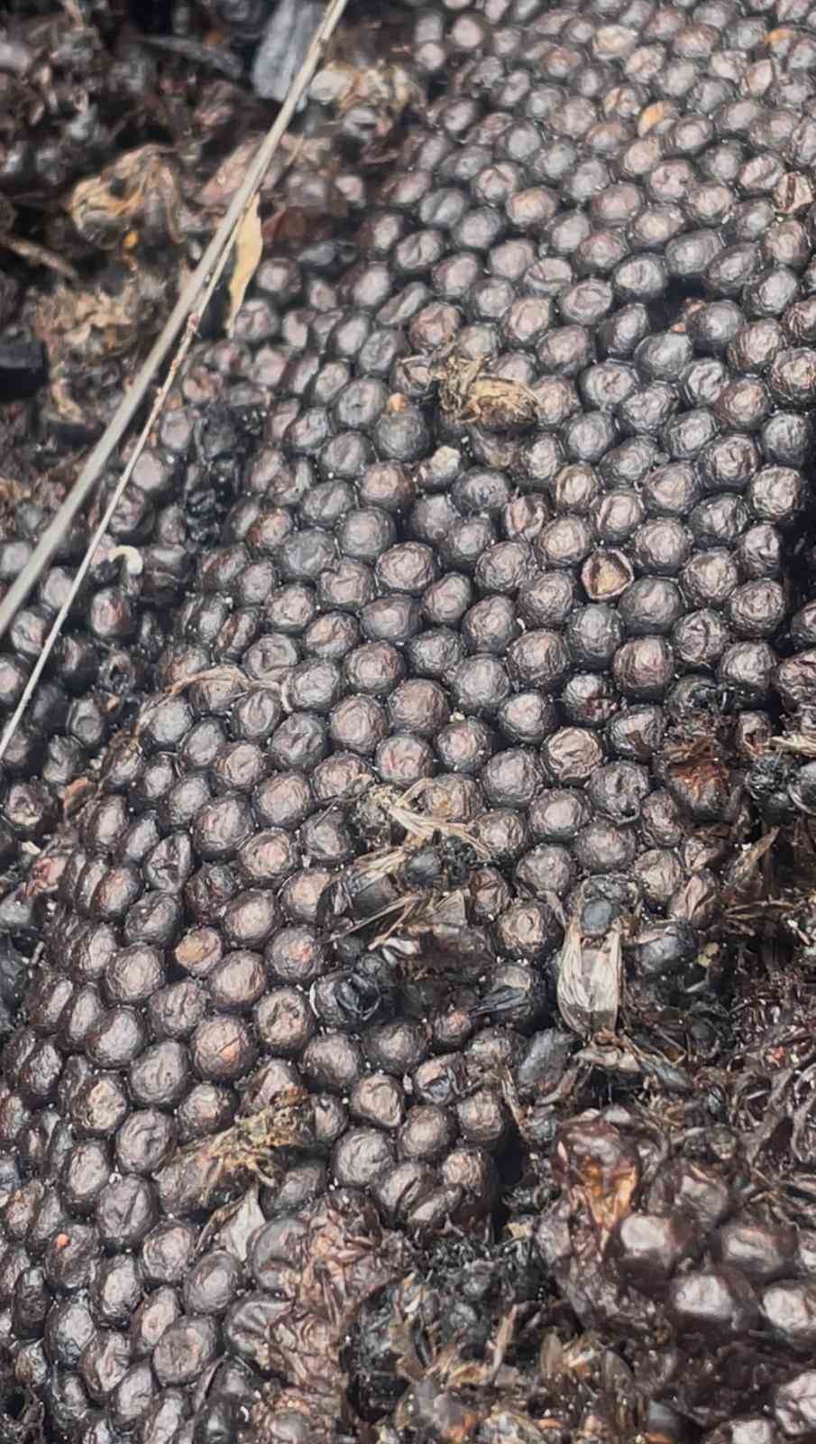 Milyonlarcası ateşe uçtu bir daha geri dönmedi