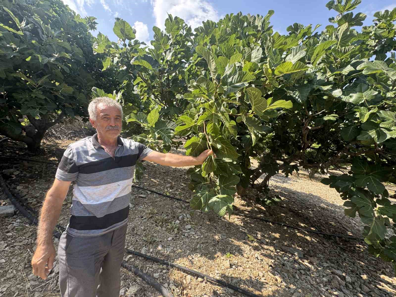 Antalya&rsquo;da sıcak hava siyah incir rekoltesini y&uuml;zde 50 d&uuml;ş&uuml;rd&uuml;
