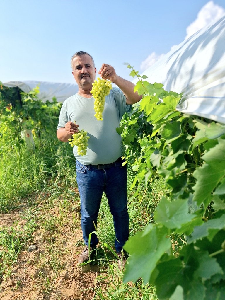 Sultaniye &uuml;z&uuml;m sezonu a&ccedil;ıldı, &uuml;reticiler sosyal medyada tanıtıma başladı
