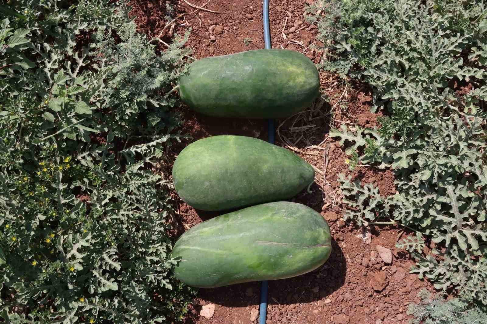 Şanlıurfa&rsquo;da coğrafi işaretli &uuml;r&uuml;nlerin hasadı başladı
