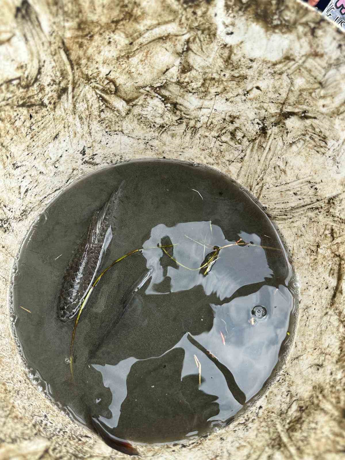 G&ouml;lette can &ccedil;ekişen onlarca balık kurtarıldı
