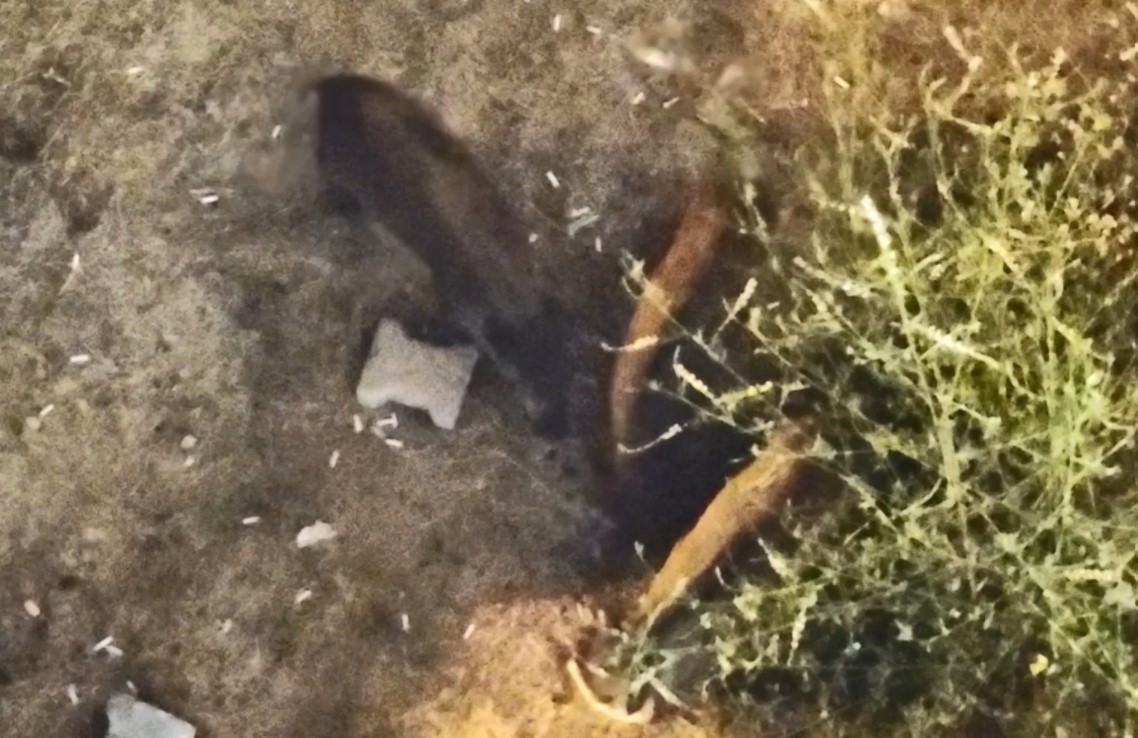 Domuzlar yazlıkların bahçesinde yiyecek aradı