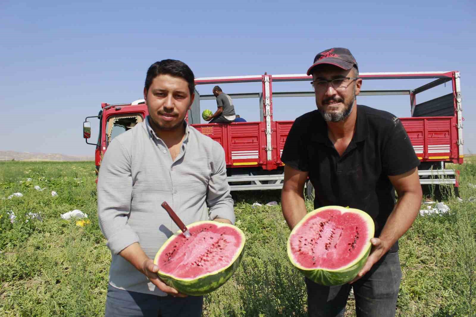 Birçok şehirde karpuz hasadı sona yaklaşırken, Yozgat’ta hasat yeni başladı