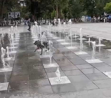 Tokat’ta sıcaklardan bunalan köpek süs fıskiyesinde serinledi