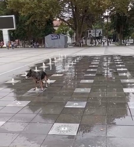 Tokat’ta sıcaklardan bunalan köpek süs fıskiyesinde serinledi