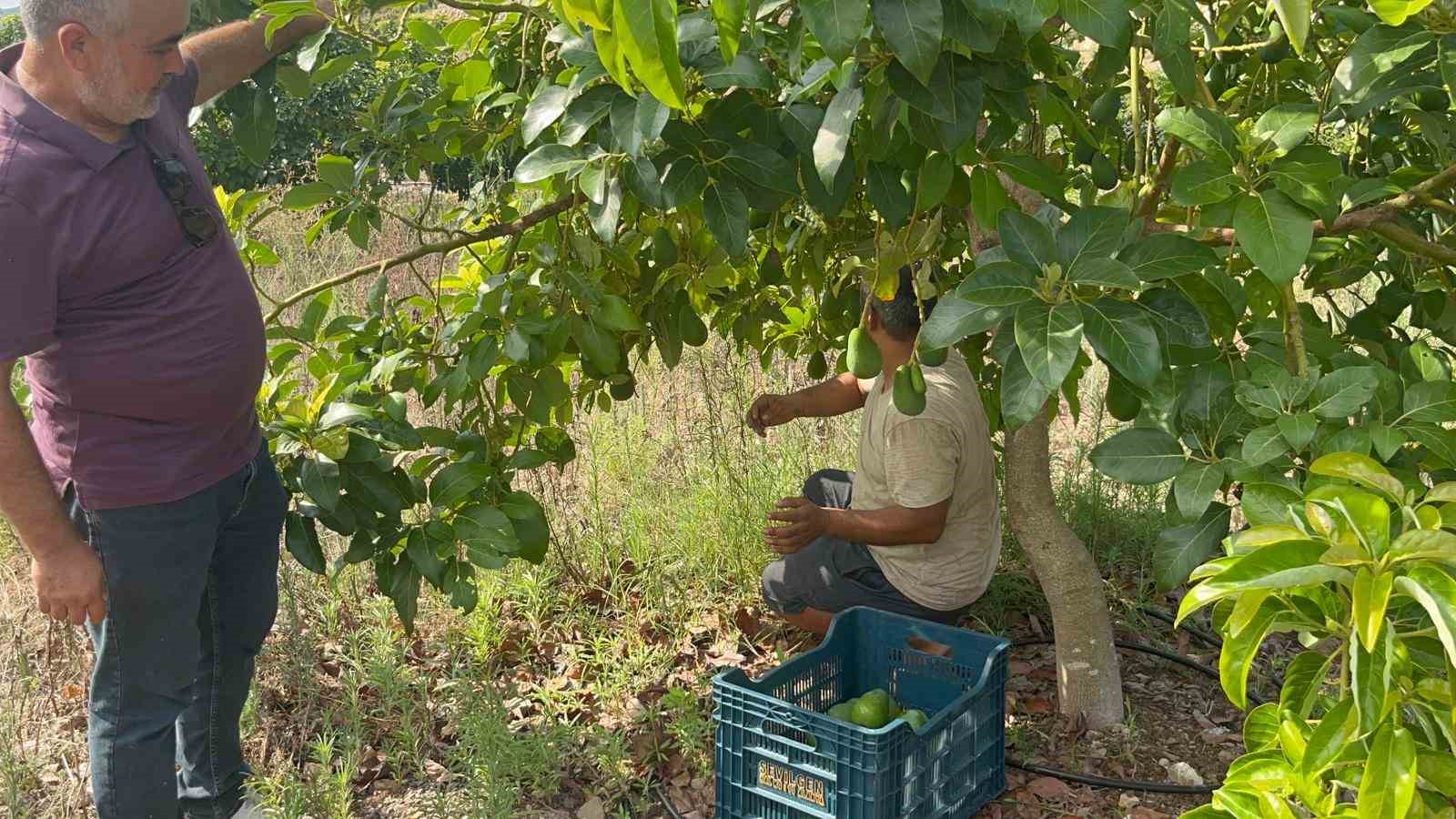 Alanya’da erkenci Clifton cinsi avokado hasadı başladı
