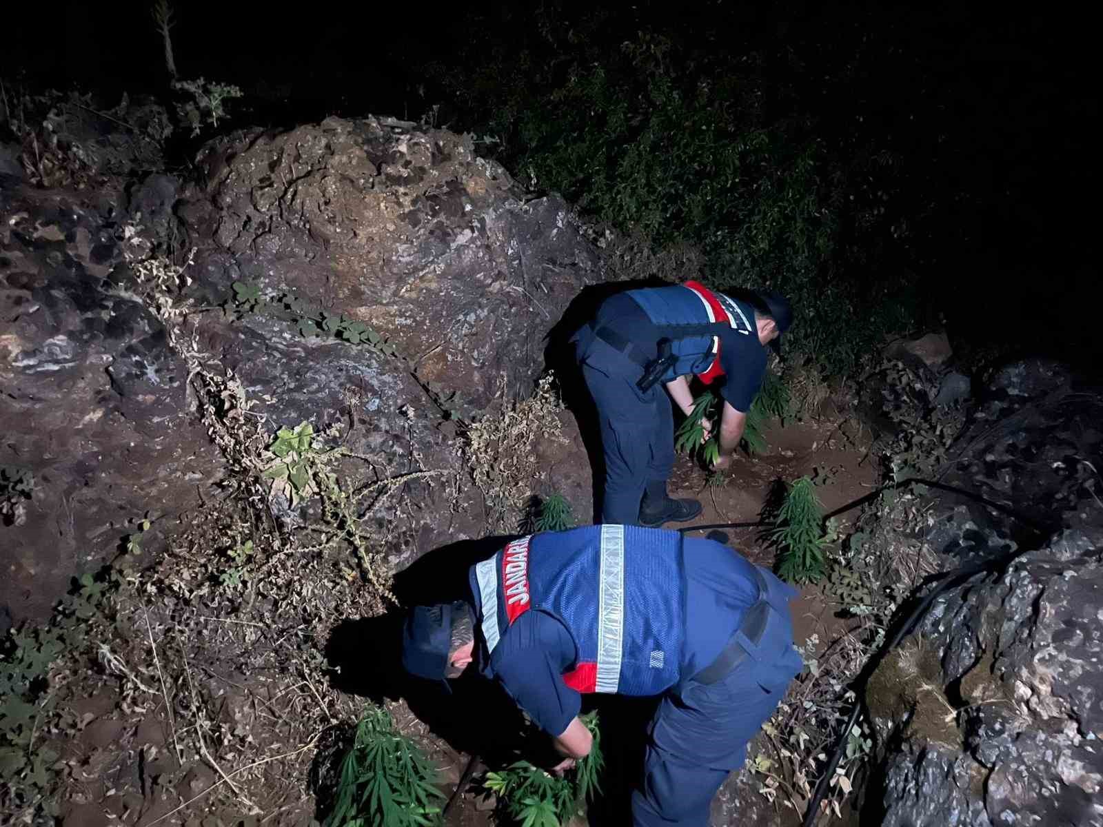 Gördes’te 167 kök Hint keneviri ele geçirildi