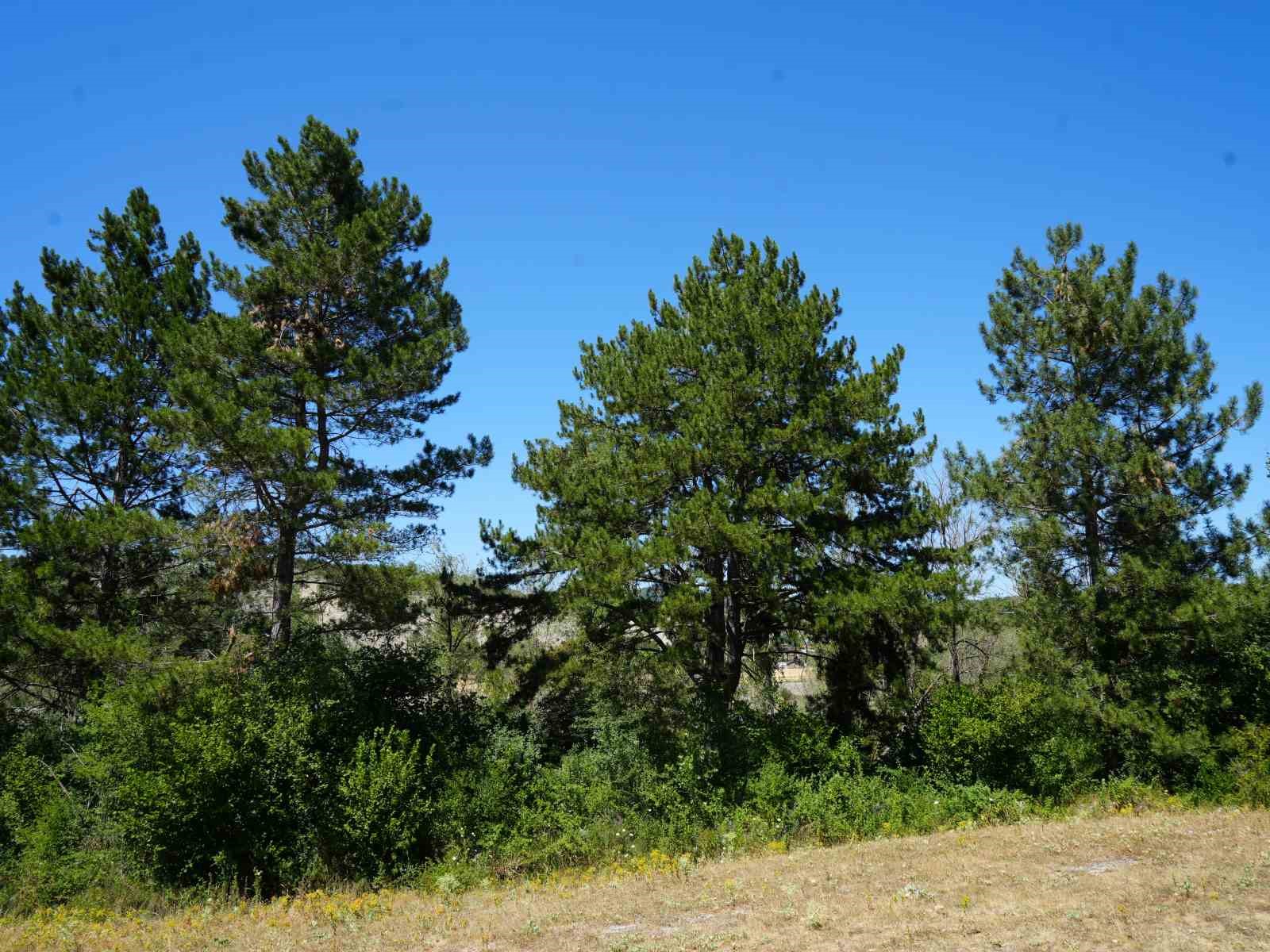 Ağa&ccedil;lara adanmış &ouml;m&uuml;r: 32 senede binlerce fidan dikti
