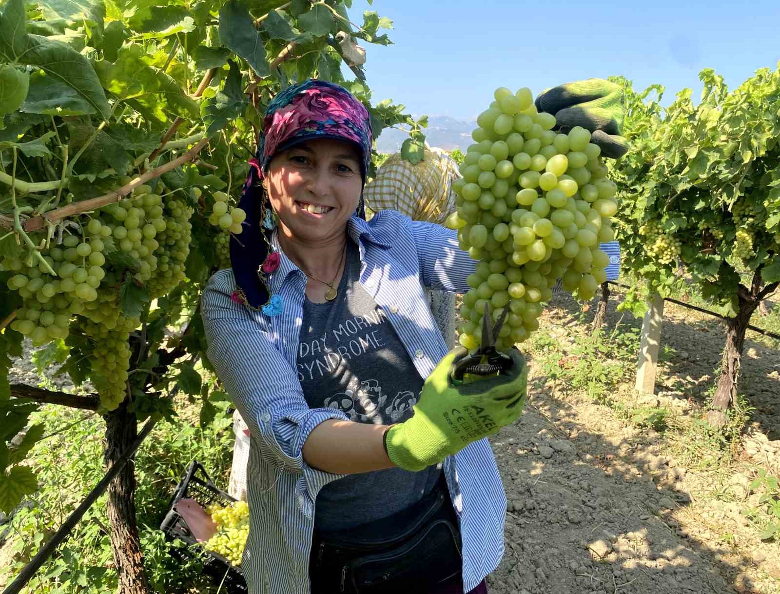 Manisa’nın dünyaca ünlü çekirdeksiz sofralık Sultaniye üzümünde hasat başladı
