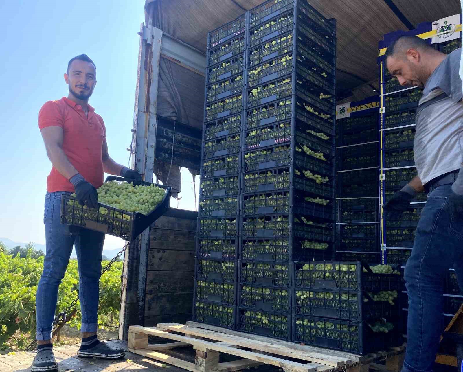 Manisa&rsquo;nın d&uuml;nyaca &uuml;nl&uuml; &ccedil;ekirdeksiz sofralık Sultaniye &uuml;z&uuml;m&uuml;nde hasat başladı

