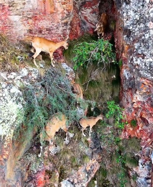 Torul Kalesi’nin kayalıklarında yaban keçileri görüntülendi
