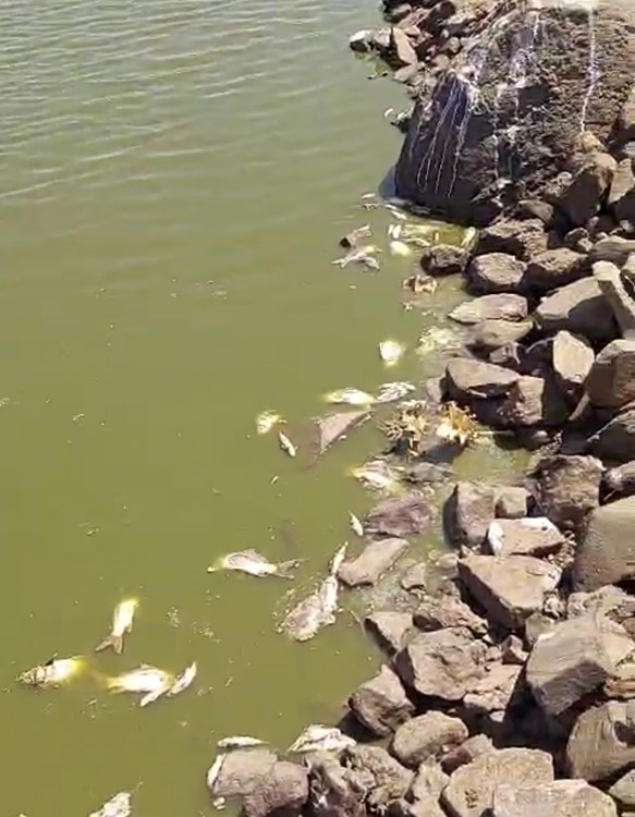 Siverek&rsquo;teki g&ouml;lette sular &ccedil;ekildi, balıklar telef oldu
