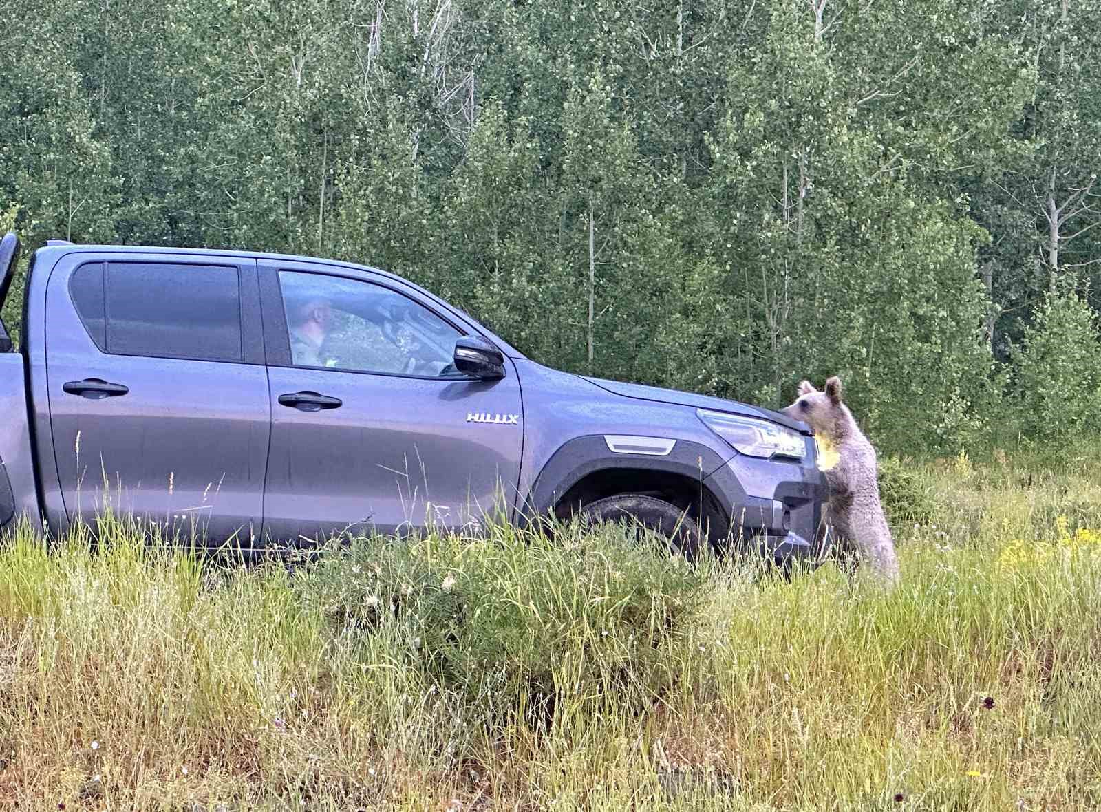 Nemrut&rsquo;ta ayılarla yakın temas, doğal yaşamı tehdit ediyor
