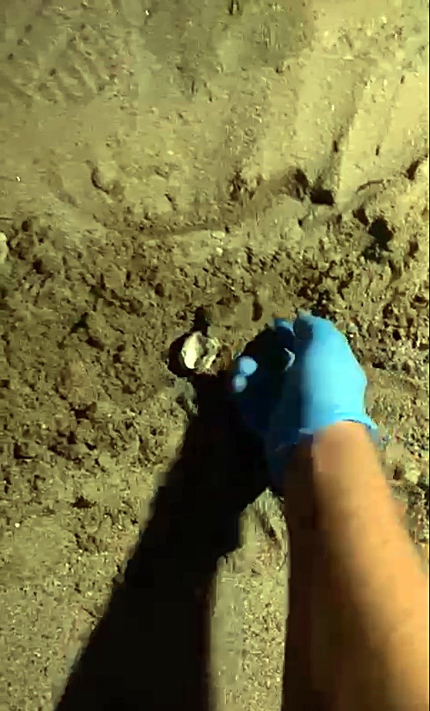 Didim&rsquo;de 47 yavru caretta caretta denize ulaştı
