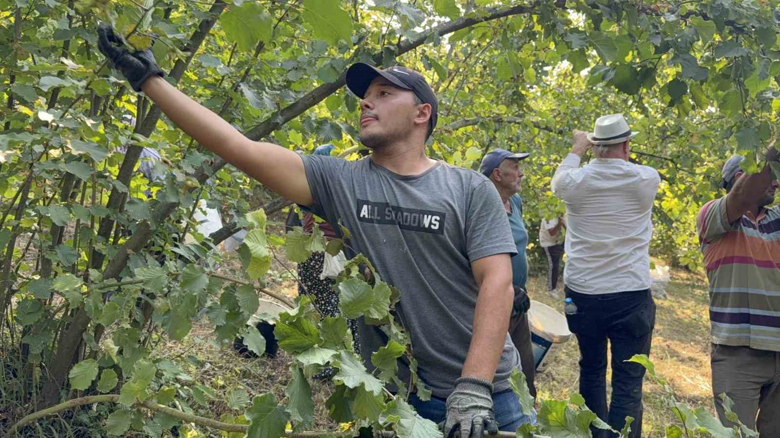 Düzce’de fındık hasadı başladı