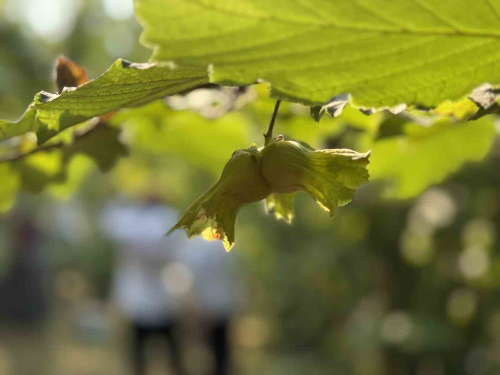 D&uuml;zce&rsquo;de fındık hasadı başladı
