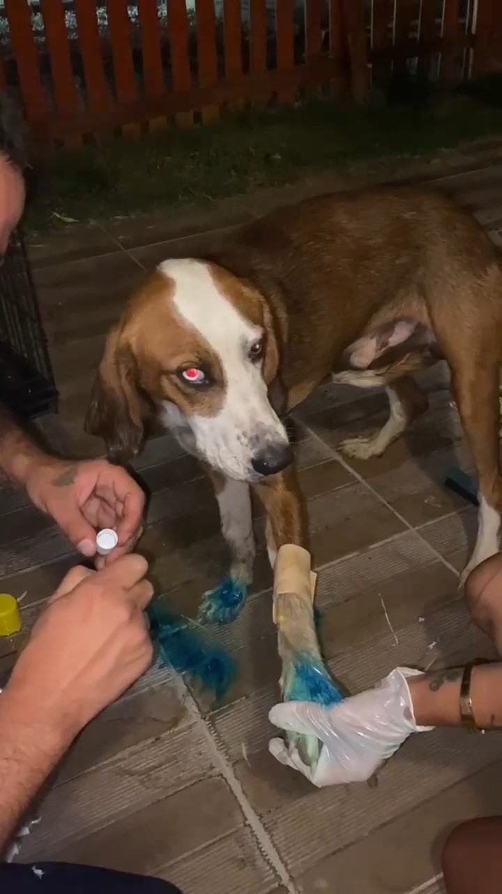 Yangından kurtarılan ’Bıdık’ Emekli Hayvanlar Çiftliği’ne sığındı