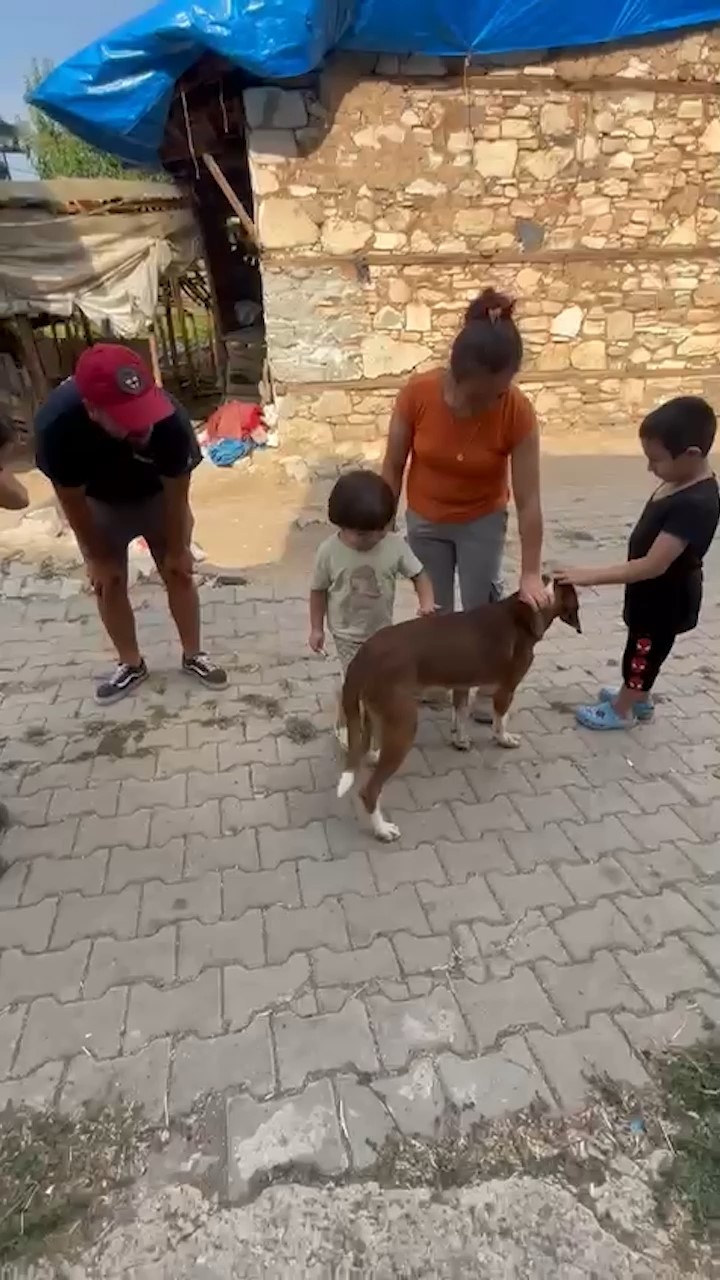 Yangından kurtarılan ’Bıdık’ Emekli Hayvanlar Çiftliği’ne sığındı