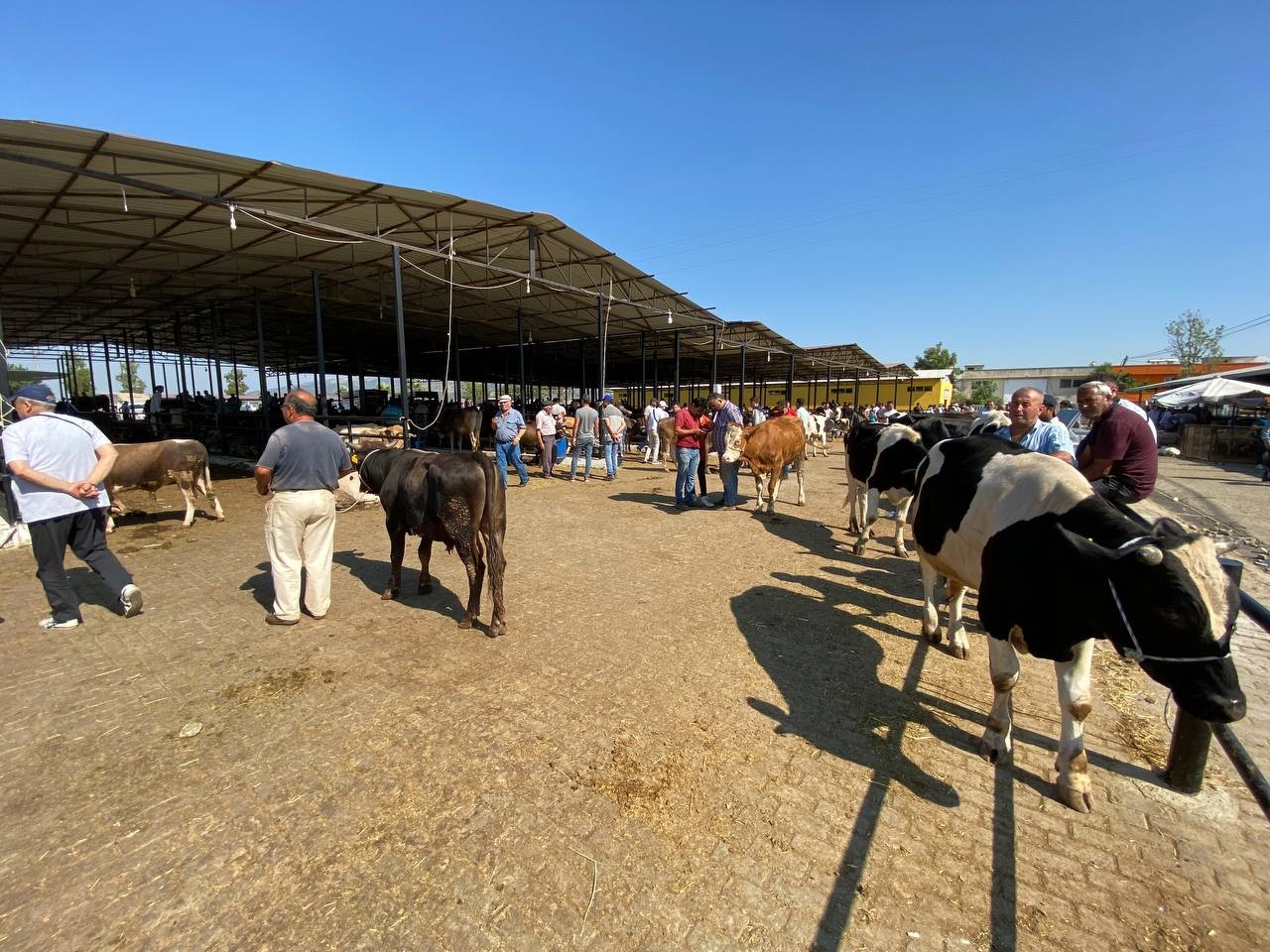 Aydın’da canlı hayvan nakliyesi ile ilgili eğitim verilecek