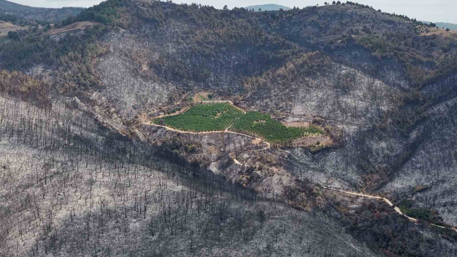 ALJ Türkiye’den 1.4 milyon fidan ile başlayan ağaç seferberliği