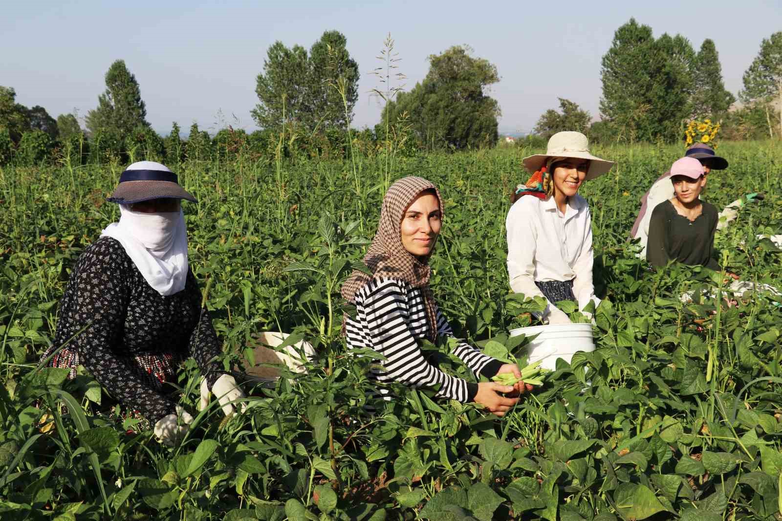 Gevaş fasulyesi girişimci kadınların eliyle değerleniyor