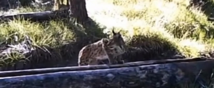 Sıcaktan bunalan vaşak yalakta serinledi
