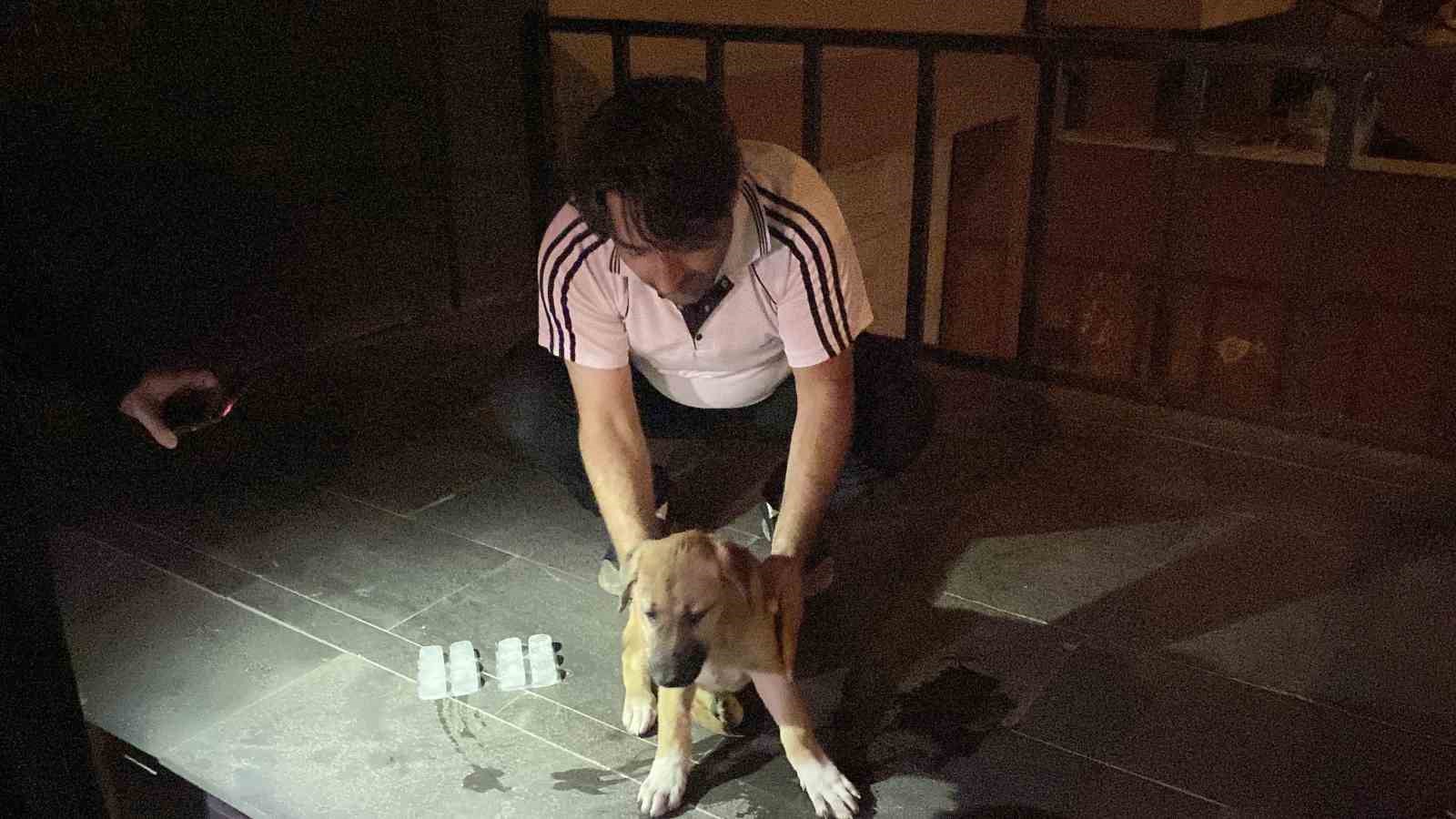 Otomobilin çarptığı yavru köpek için mahalleli seferber oldu