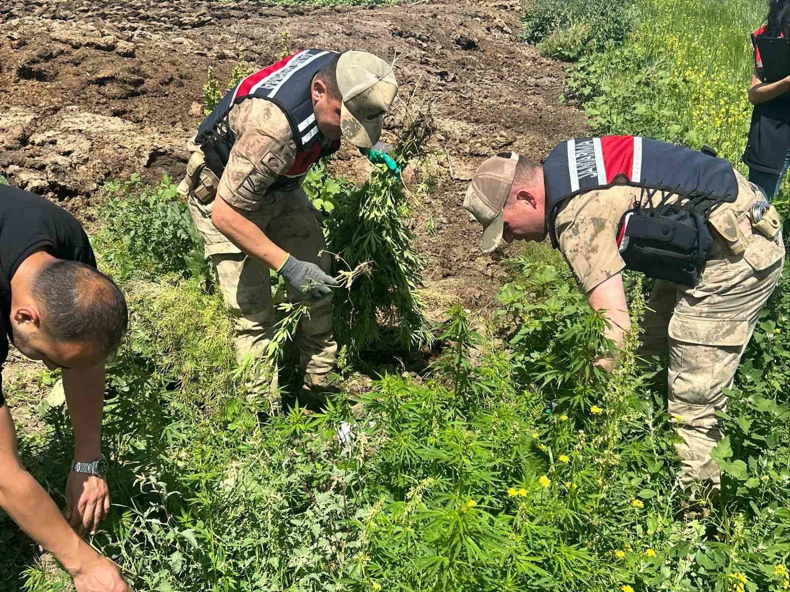 Kars&rsquo;ta 42 bin 658 k&ouml;k kenevir ele ge&ccedil;irildi
