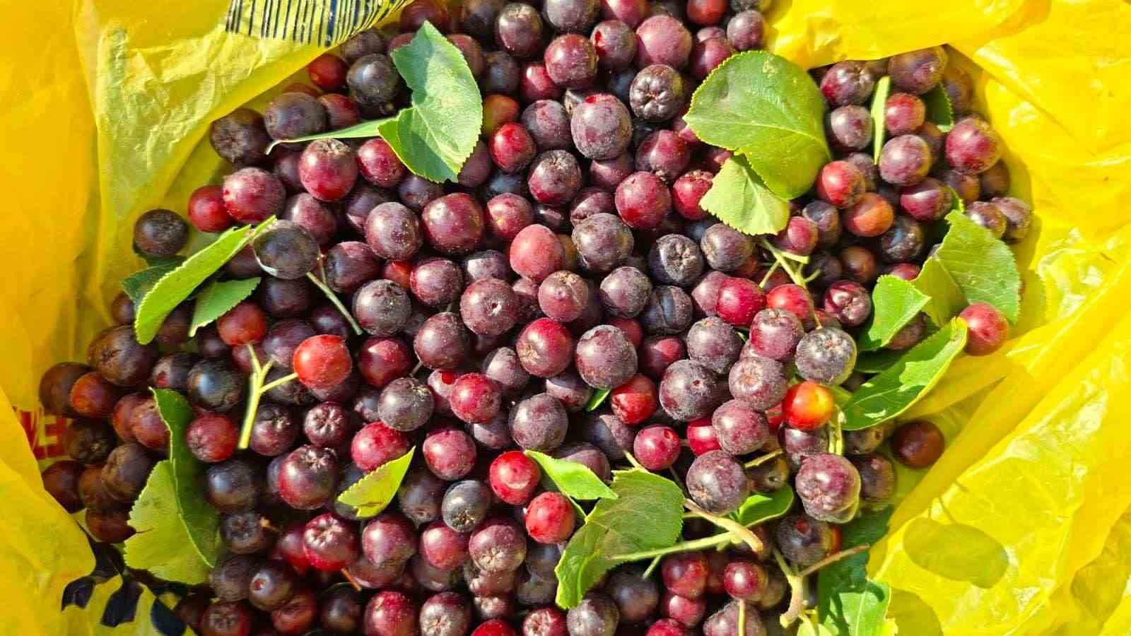 Hisarcıklı &ccedil;ift&ccedil;inin deneme amacıyla diktiği aronyalar ilk meyvelerini verdi
