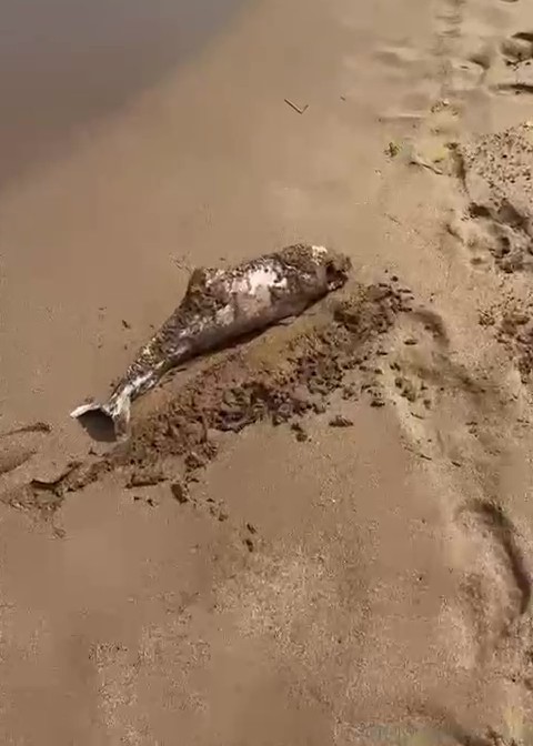 &Ouml;l&uuml; yunus yavrusu karaya vurdu
