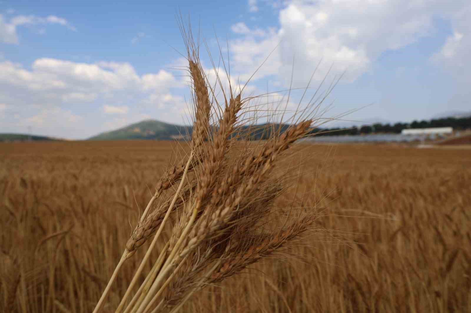 Atıl araziler ekonomiye kazandırıldı: Yerli tohumla rekolte yüz güldürdü