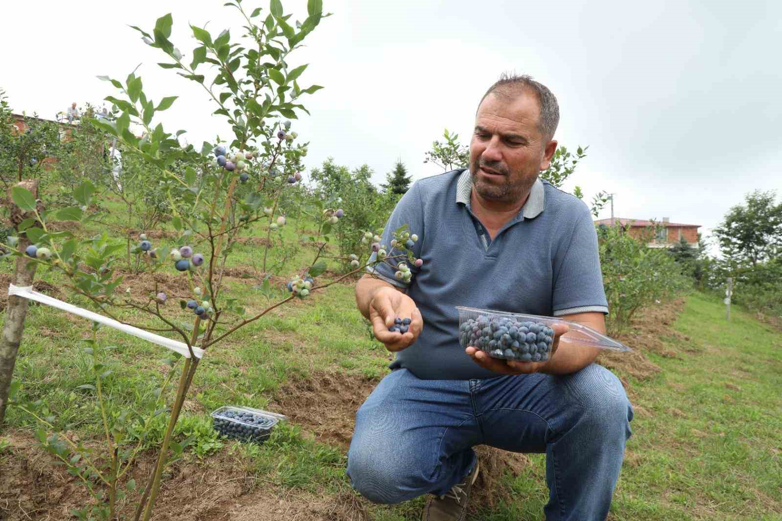 Ordu’da mavi yemiş üretimi yüz güldürüyor: Kilogramı 500 TL