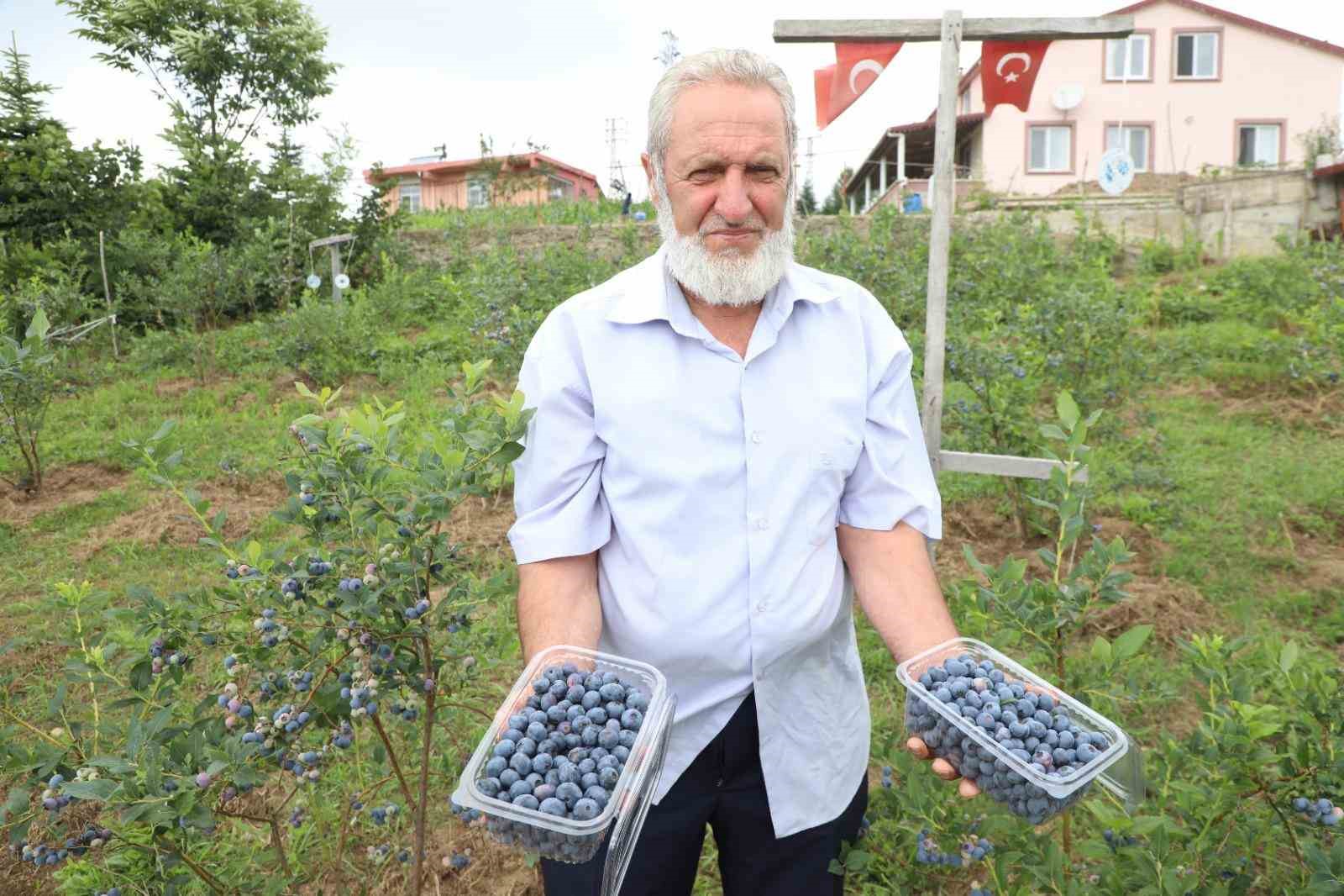 Ordu&rsquo;da mavi yemiş &uuml;retimi y&uuml;z g&uuml;ld&uuml;r&uuml;yor: Kilogramı 500 TL
