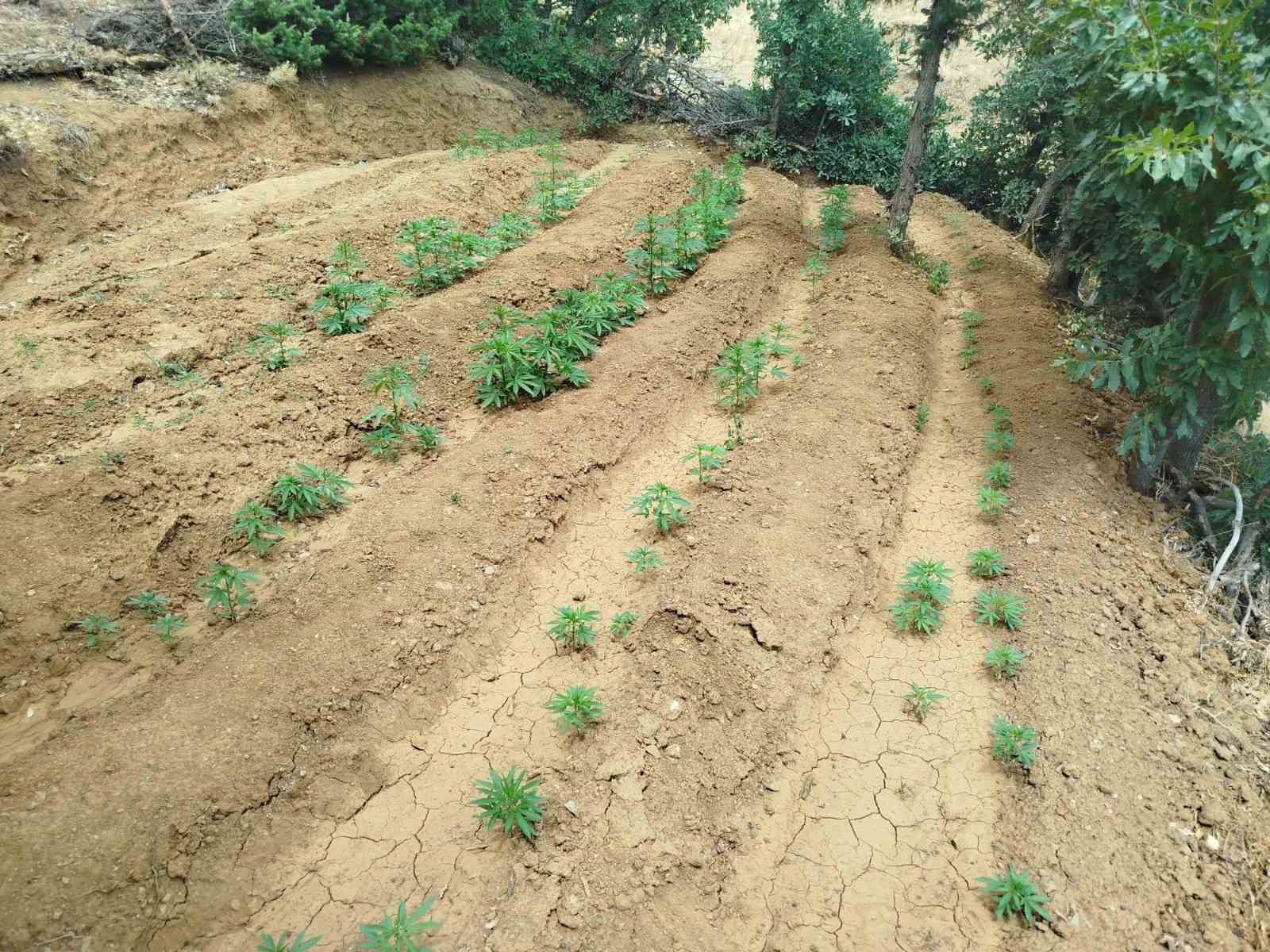 Bing&ouml;l&rsquo;de bin 696 k&ouml;k kenevir bitkisi ele ge&ccedil;irildi
