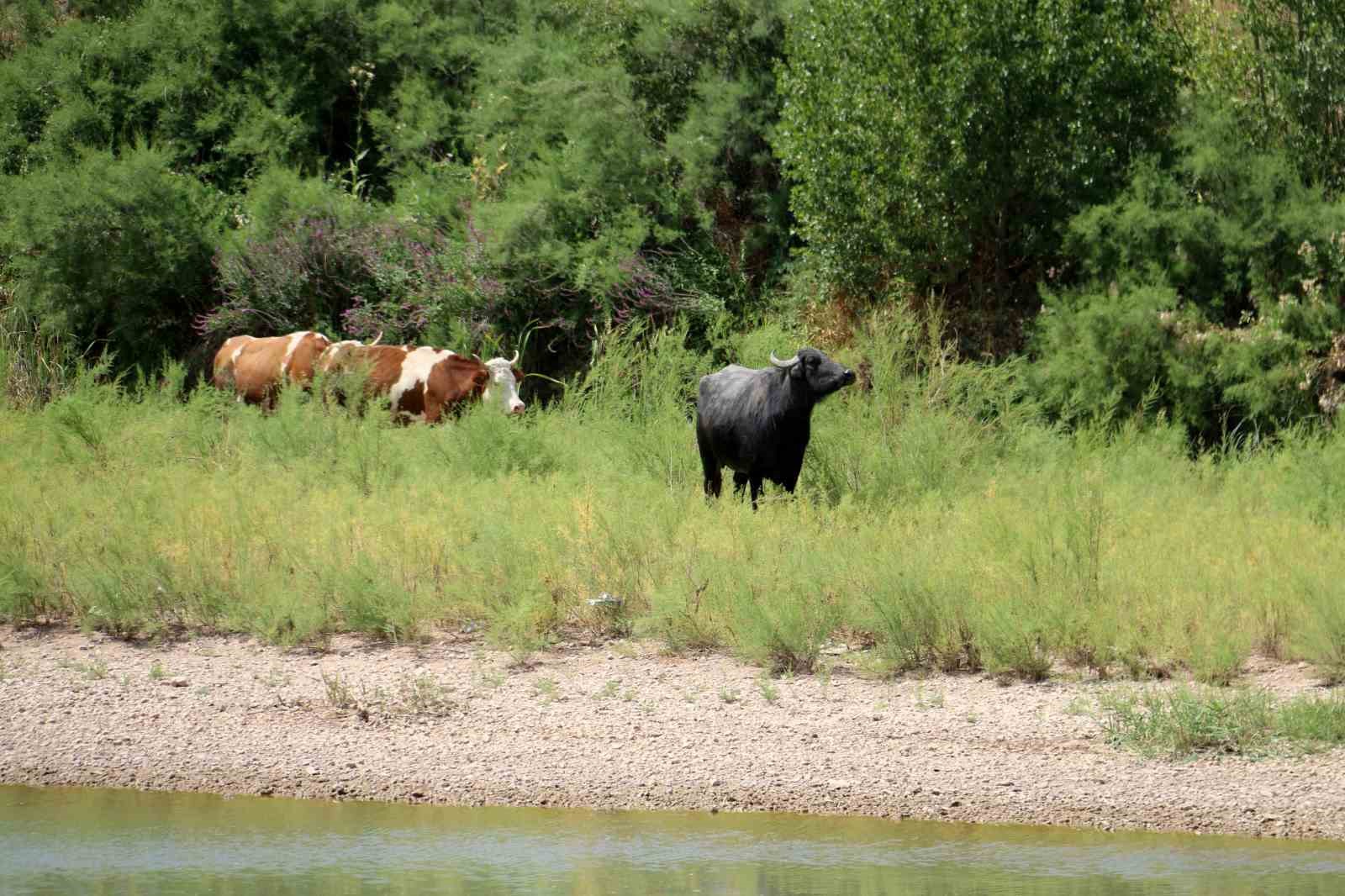 Serengeti düzlüğü değil Sivas bozkırı