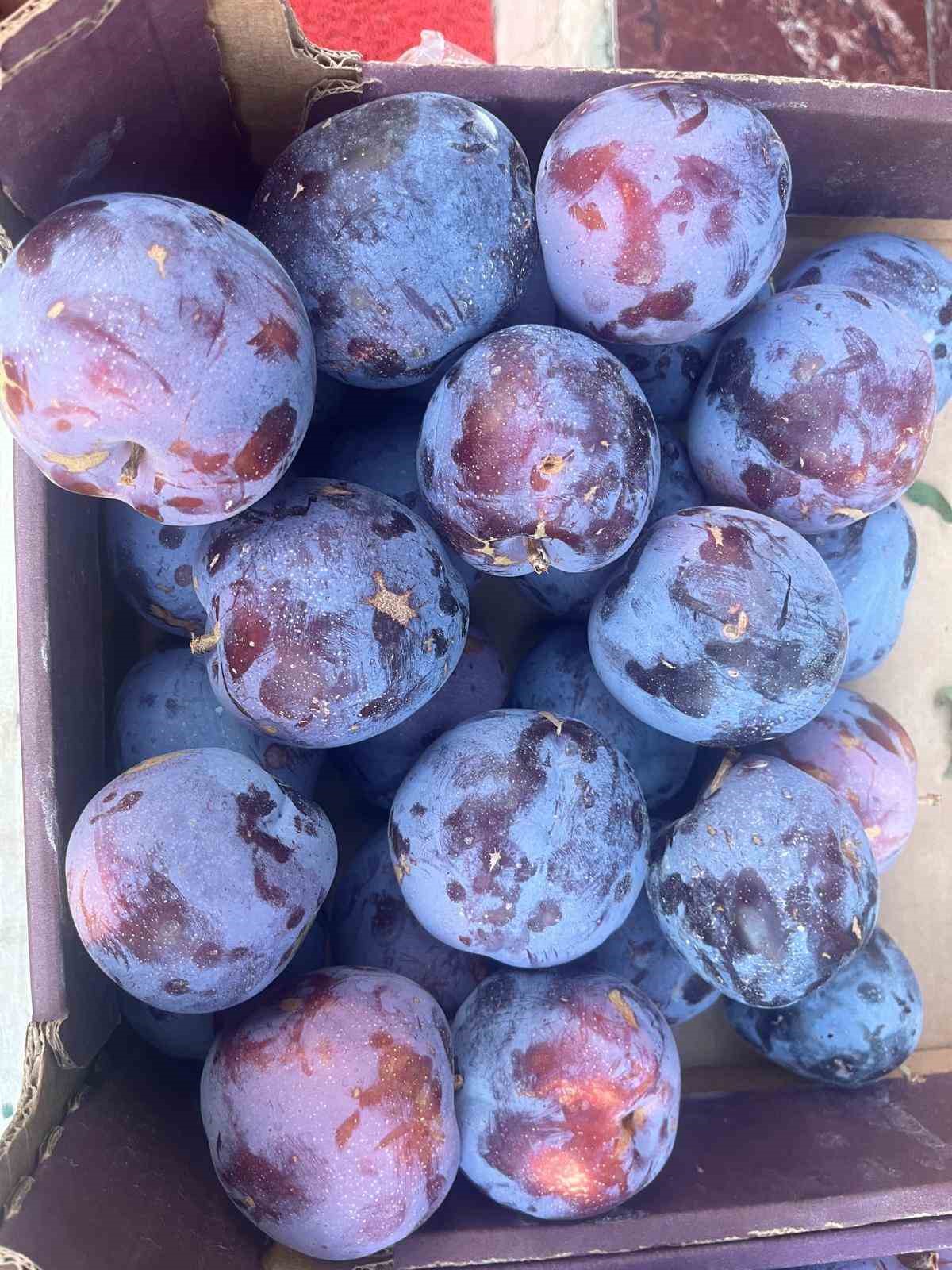 Süleymanlı Yaylasında yetişen eriklerin 5 adedi 1 kilo geliyor