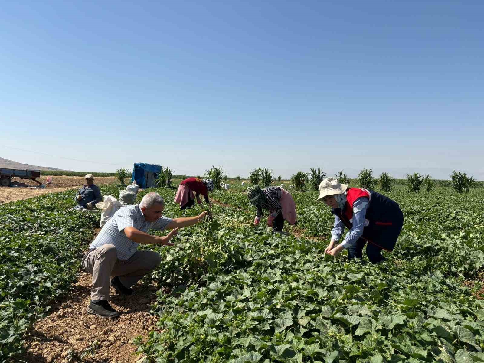 Kornişon salatalık hasadı devam ediyor
