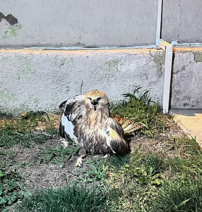 Jandarma tarafından bulunan yaralı kızıl şahin tedavi altına alındı