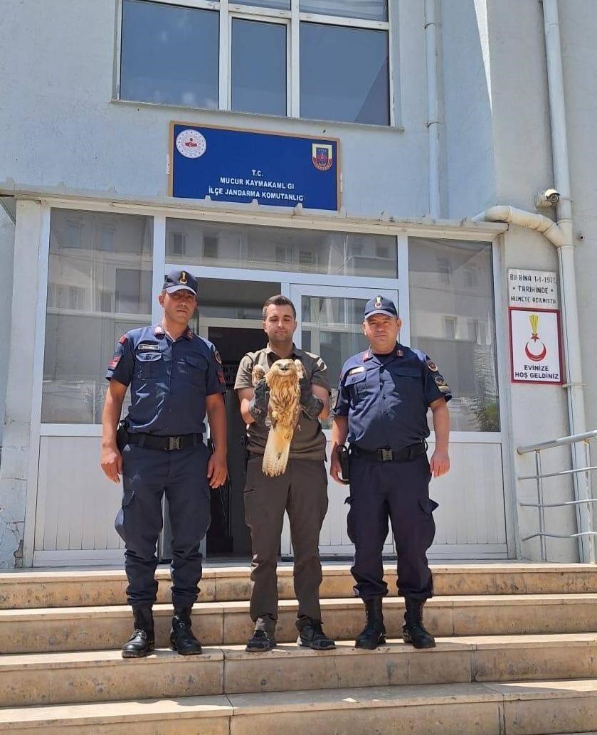 Jandarma tarafından bulunan yaralı kızıl şahin tedavi altına alındı