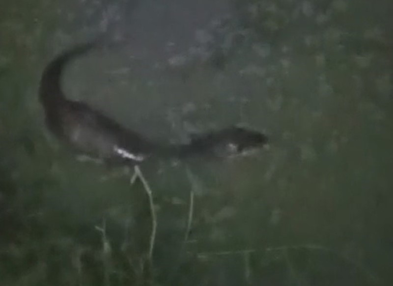 Tekirdağ’da derede balık avlayan su samuru görüntülendi