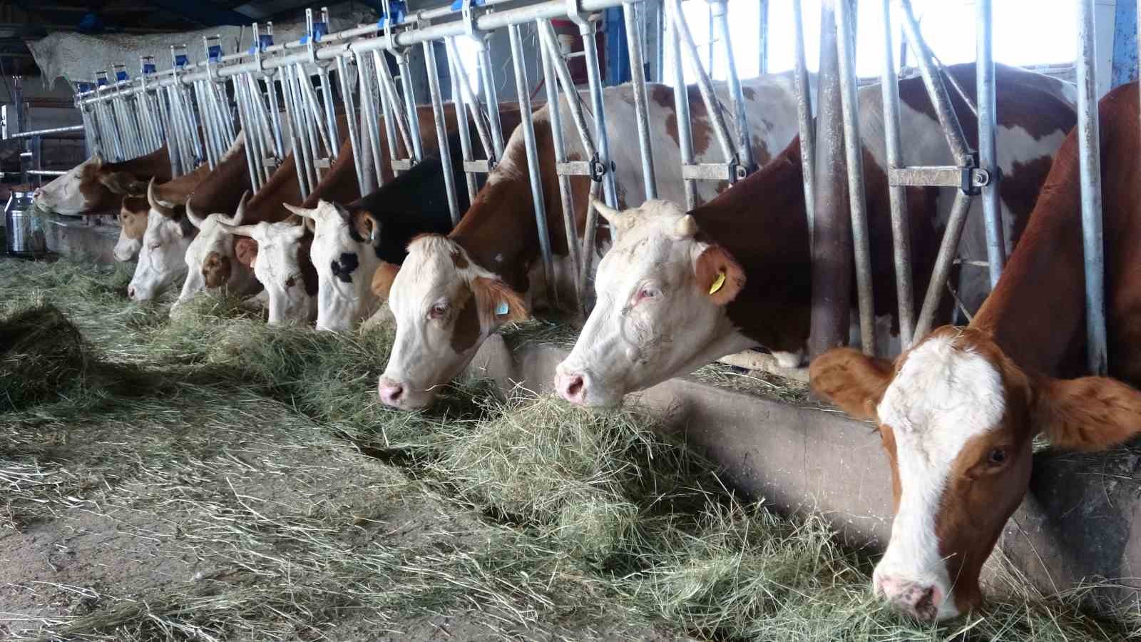 Ardahan&rsquo;da şap korkusu
