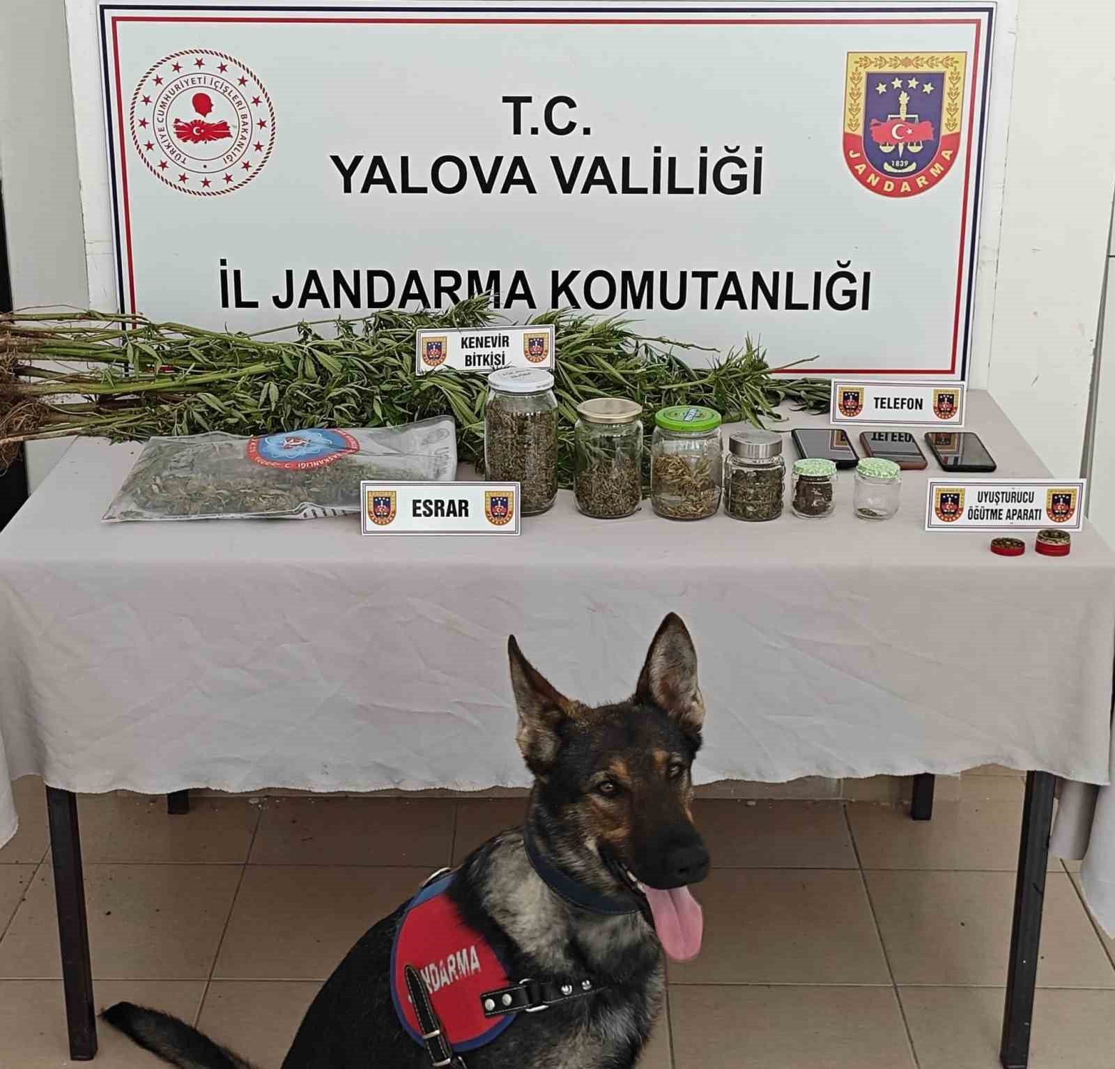 Yalova’da ormanlık alanda yasa dışı kenevir ekimi yapan 3 şüpheli yakalandı