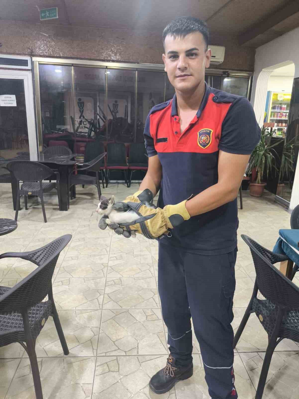 D&uuml;kkan kapanmadan &ouml;nce duyulan &lsquo;miyavlama&rsquo; sesi yavru kedinin hayatını kurtardı
