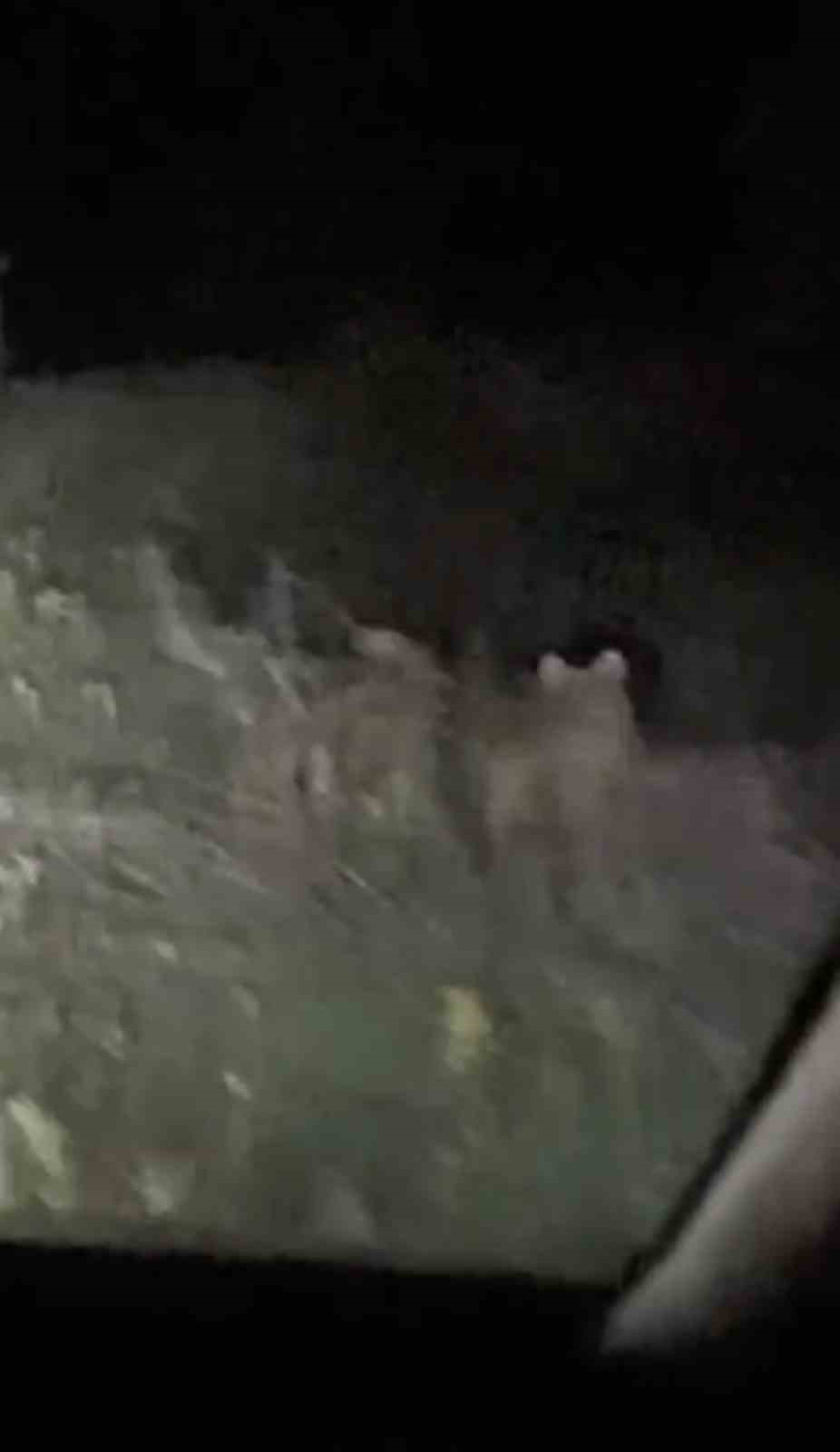 Kazdağları&rsquo;nda otomobil g&ouml;ren yavru ayılar b&ouml;yle ka&ccedil;tılar
