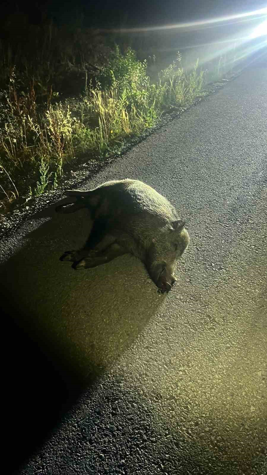 Otomobilin &ccedil;arptığı domuz telef oldu
