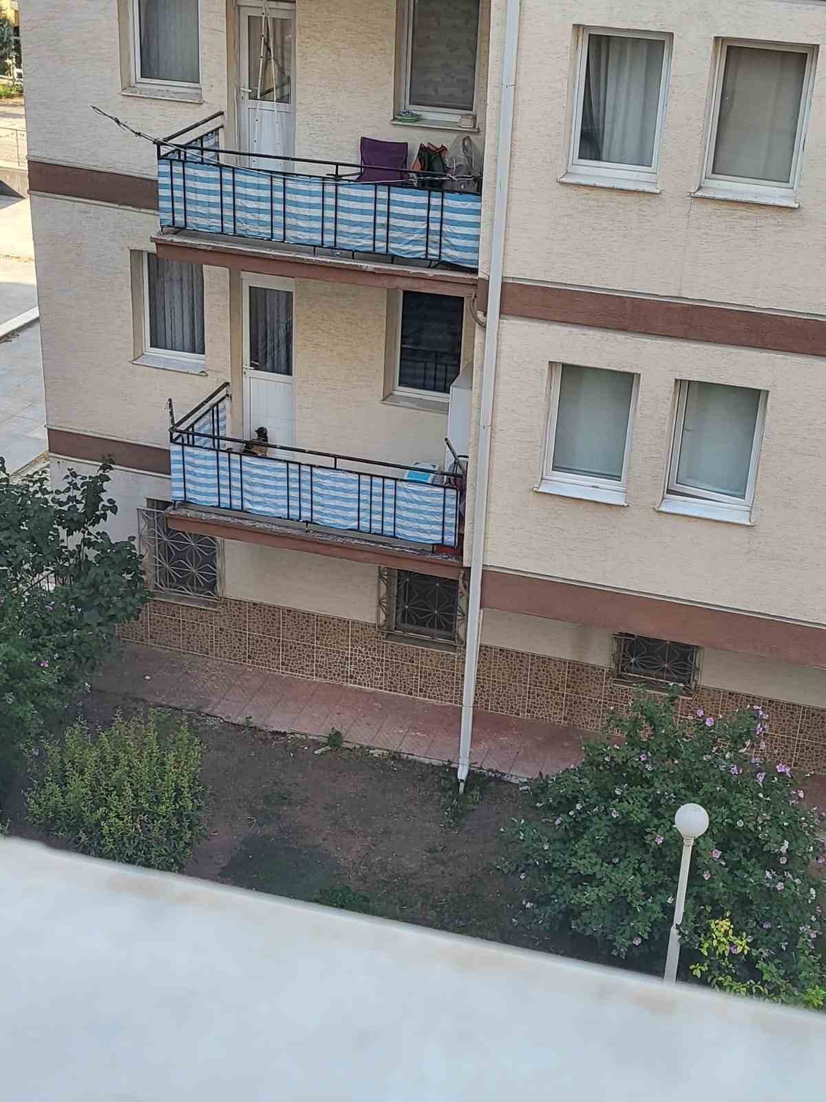 Kedinin balkona mahkum edildiği iddiası polisi harekete ge&ccedil;irdi

